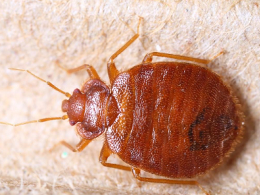 萬江殺蟲滅鼠公司有臭蟲怎樣徹底消滅？被咬用什么藥最好