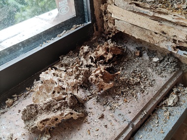 黃江滅治白蟻中心別墅居然暗藏數(shù)百萬只白蟻“窩點”