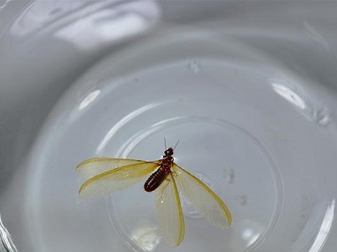 石碣預(yù)防白蟻公司洪澇過(guò)后白蟻為什么危害嚴(yán)重