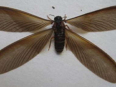 萬江殺滅白蟻所黑翅土白蟻的防治方法