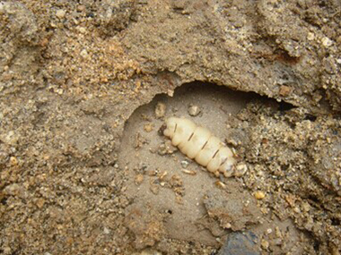 萬(wàn)江驗(yàn)收白蟻所專家為什么要做白蟻普查呢？