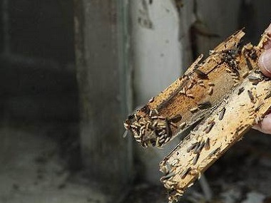 東莞白蟻防治公司有沒(méi)有更好的辦法殺死白蟻