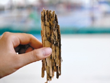 大嶺山白蟻滅治公司發(fā)現(xiàn)白蟻應(yīng)該怎樣滅白蟻