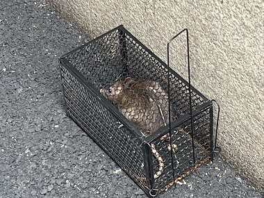 莞城除四害機(jī)構(gòu)工廠該如何有效滅老鼠