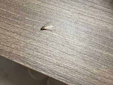 塘廈白蟻預防中心怎么防止分飛期白蟻跑到室內繁衍