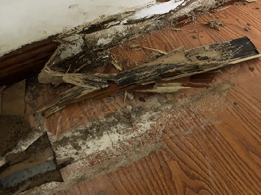 莞城白蟻消殺機(jī)構(gòu)“白蟻”入侵,能用殺蟲劑嗎？